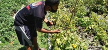 Prajurit Yonif 3 Marinir Sidoarjo Panen Hasil Ketahanan Pangan