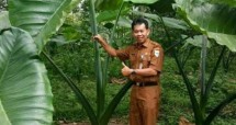 Tanaman talas hasil pertanian lokomotif Pandeglang