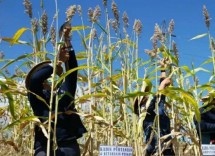 Petani sedang memastikan tanaman Sorgum siap panen