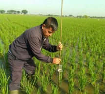 Petani mencegah serangan hama