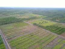 Lahan food estate di Kalimantan