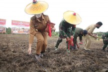 Bupati sedang menanam di kebun