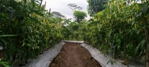 Tanaman cabai milik petani