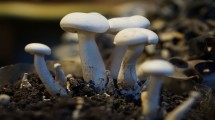 Jamur yang sedang digandrungi masyarakat