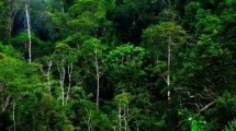 Hutan lestari