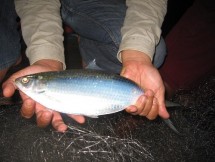 Ikan Terubuk Kebanggaan Masyarakat Riau