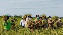 Petani panen padi