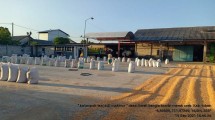 Jagung yang sedang dijemur oleh Petani