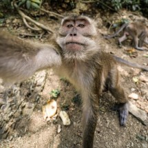 Habitat Kera Ekor Panjang di Desa Wisata Cikakak, Banyumas, Jawa Tengah (Dok: Kemenparekraf)