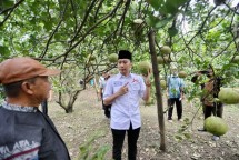 Anggota Komisi VI DPR RI Edhie Baskoro Yudhoyono saat kunjungan ke Desa Tamanan yang merupakan salah satu sentra budidaya Jeruk Pamelo di Kabupaten Magetan, Jawa Timur, baru-baru ini. Foto: Ist/Man 