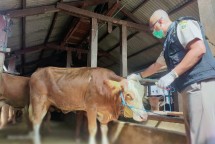 Petugas sedang memeriksa Sapi