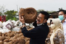 Mentan SYL menyaksikan Porang yang akan diolah