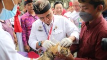 Vaksinasi terhadap hewan di Bali