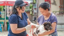 Petugas sedang menyuntikkan vaksin cegah Rabies pada anjing di Bali