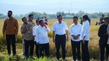 Presiden Jokowi, Mentan Syl saat tinjau pertanian