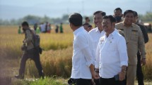 Presiden Jokowi bersama Mentan SYL di tengah persawahan