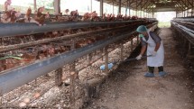 Kandang peternakan Ayam