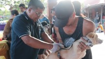 Vaksinasi terhadap Anjing