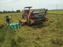Petani panen padi untuk menjadi beras
