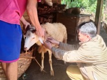 Vaksinasi terhadap Domba
