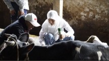 Tim MPDD memberikan pendampingan dan edukasi kepada Bapak Yuli, salah satu peternak sapi perah di Pujon yang terdampak penyakit PMK.