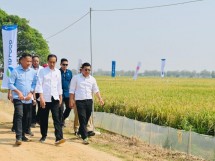 Dorong Peningkatan Produksi Beras, Sang Hyang Seri Dukung Program Pemerintah Salurkan Bantuan Benih Padi untuk 113 Ribu Hektar Sawah
