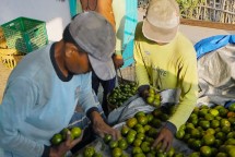 Desa Semboro menjelma menjadi pusat budidaya jeruk berkualitas tinggi