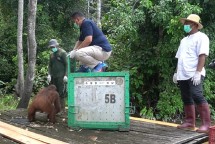 Orangutan yang dilepas liarkan