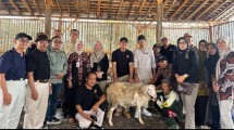 Program Inti Plasma Pengembangbiakan Domba di Gunungkidul, Yogyakarta 