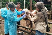 Petugas menyuntikan vaksin ke Sapi