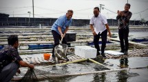 Wamenkop Ferry Juliantono saat panen ikan kakap putih dan kerapu di Koperasi Mambo Mina Mekar Sejahtera