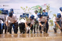 Penanaman 5.000 bibit mangrove pada kegiatan “GoZero% Goes to Borneo” di Pantai Batu Perawan, Tarakan, Kalimantan Utara, beberapa waktu lalu.