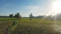 ilustrasi sawah