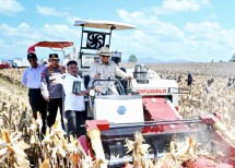 Presiden Prabowo Panen Jagung