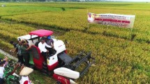 Panen Padi (Foto Dok Industry.co.id))