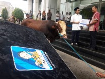 Iduladha 1446 H, ACC Salurkan Ratusan Hewan Kurban ke Berbagai Daerah